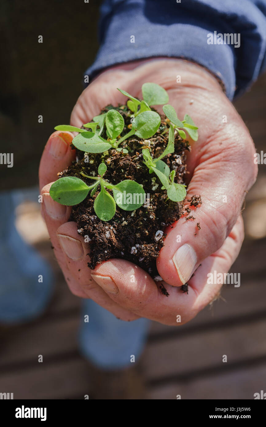 Petunia seedlings hires stock photography and images Alamy