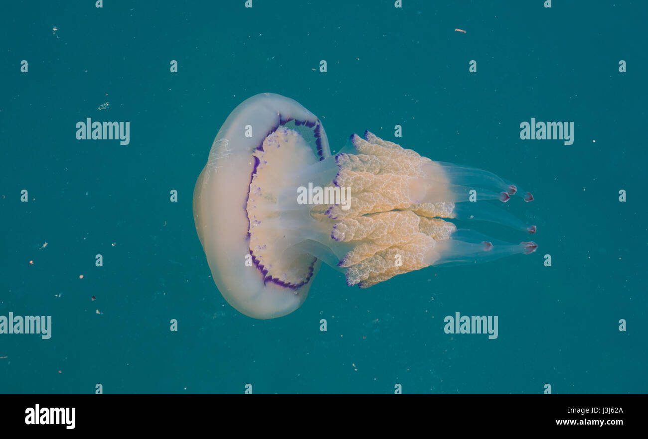 A HD photo of a jellyfish swimming in the blue water of the Adriatic sea near the coast of Trieste Stock Photo