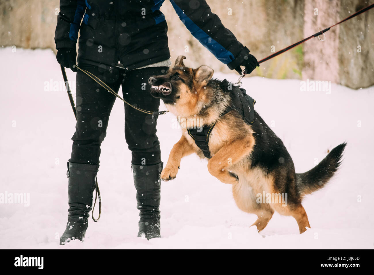 Training Of Purebred German Shepherd Young Dog Or Alsatian Wolf Dog Attack And Defence Winter Season Stock Photo Alamy