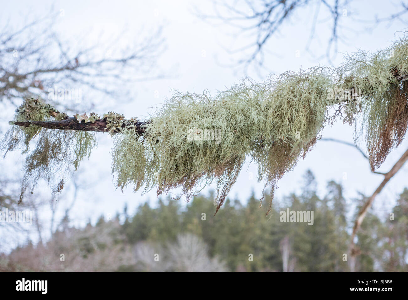 Fishbone beard lichen is sensitive to air pollution Stock Photo