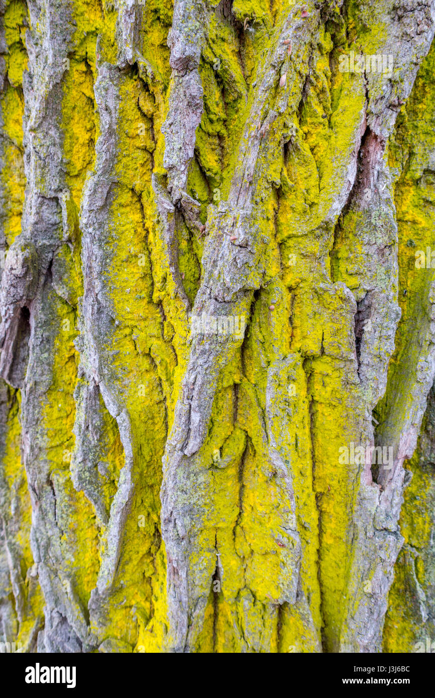 Common orange lichen on the bark of an oak tree Stock Photo