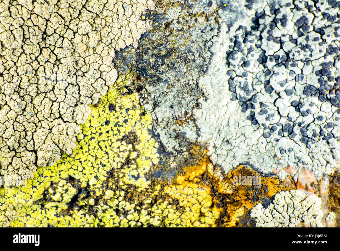 Lichen of different colours grow next to another Stock Photo