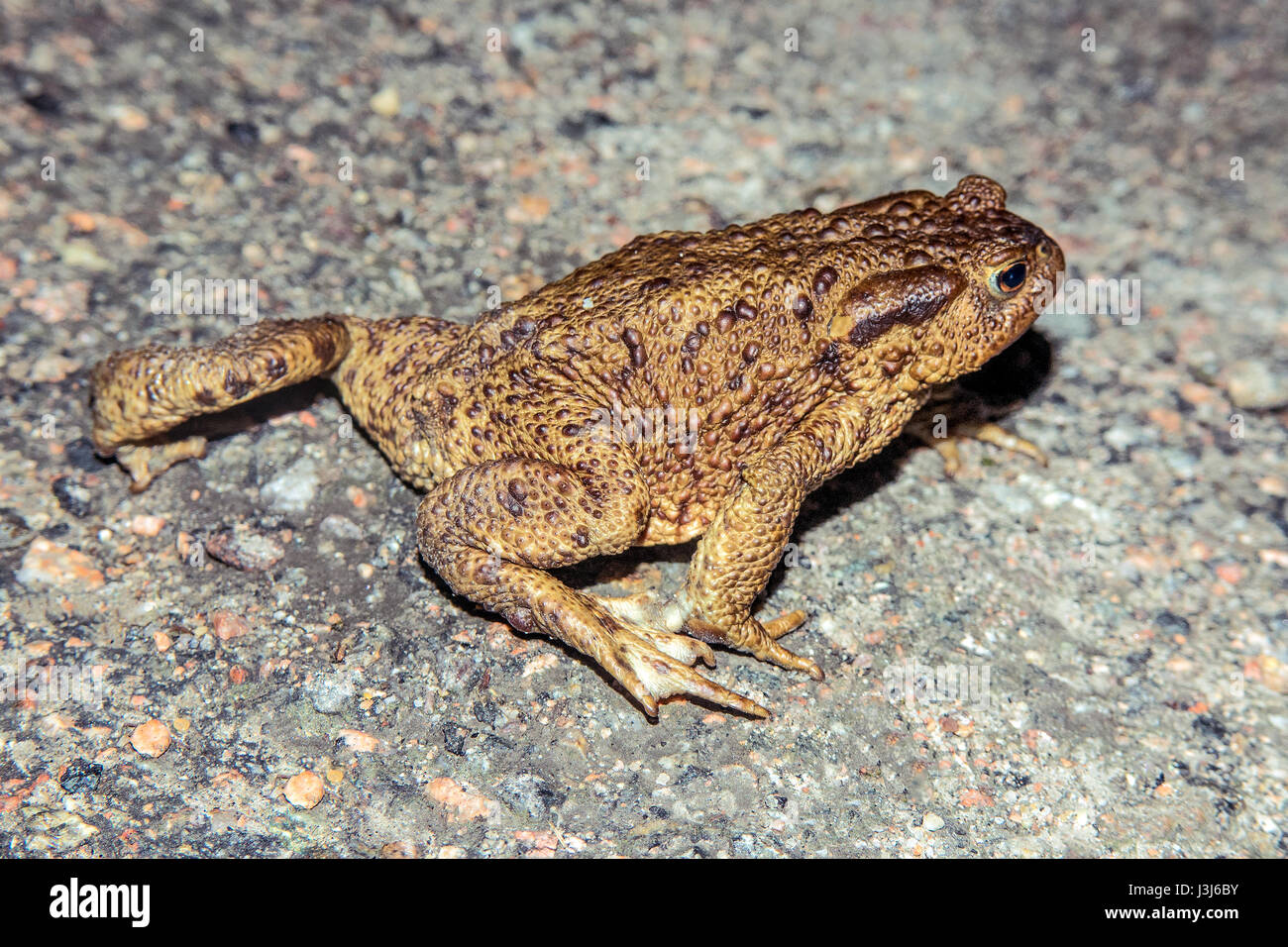 Common toad walking on asphalt Stock Photo