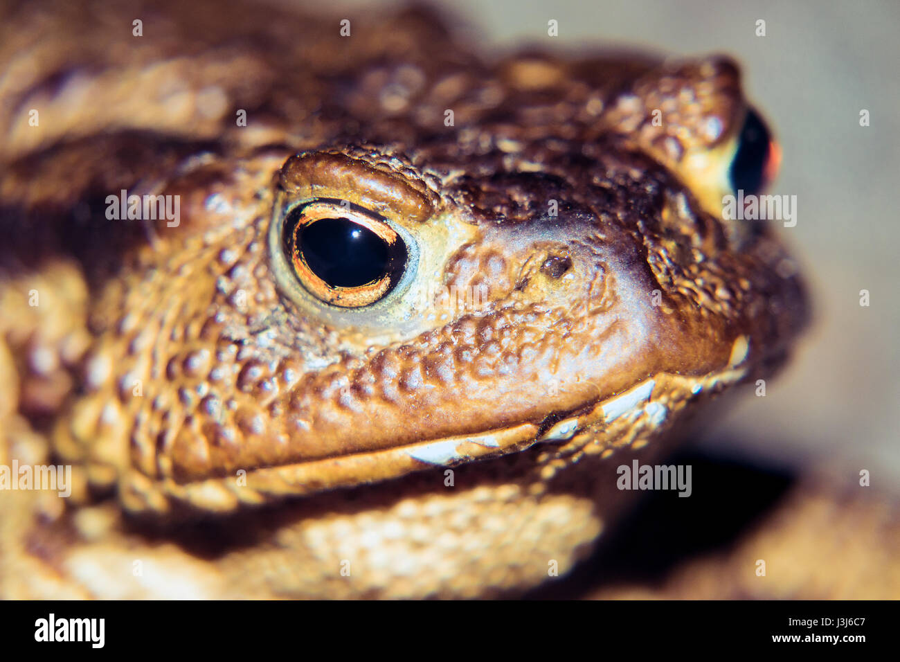 Common toad portrait Stock Photo