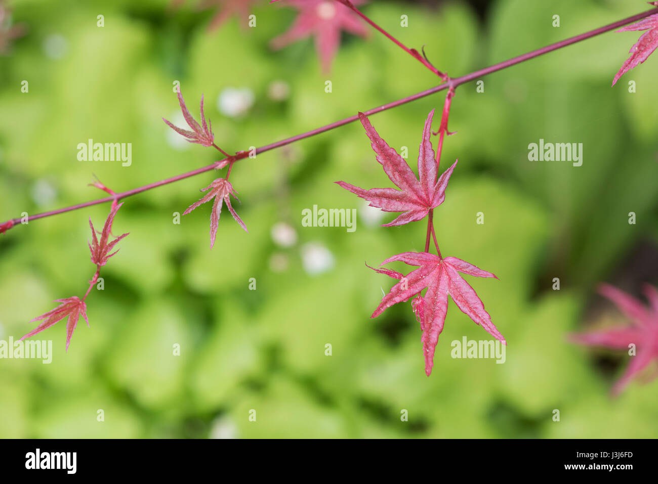 Acer Palmatum Okagami | edu.svet.gob.gt