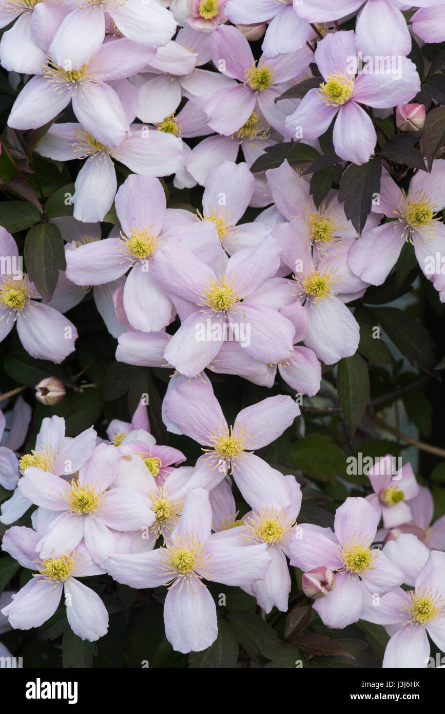 Clematis montana var. rubens 'Elizabeth'. Clematis Montana Elizabeth