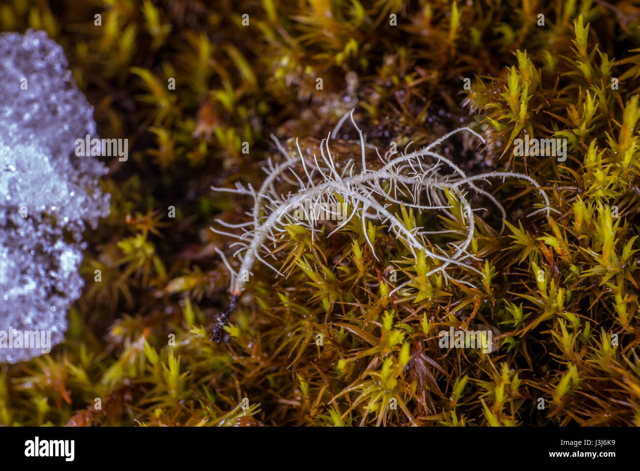 Lichen up-close Stock Photo