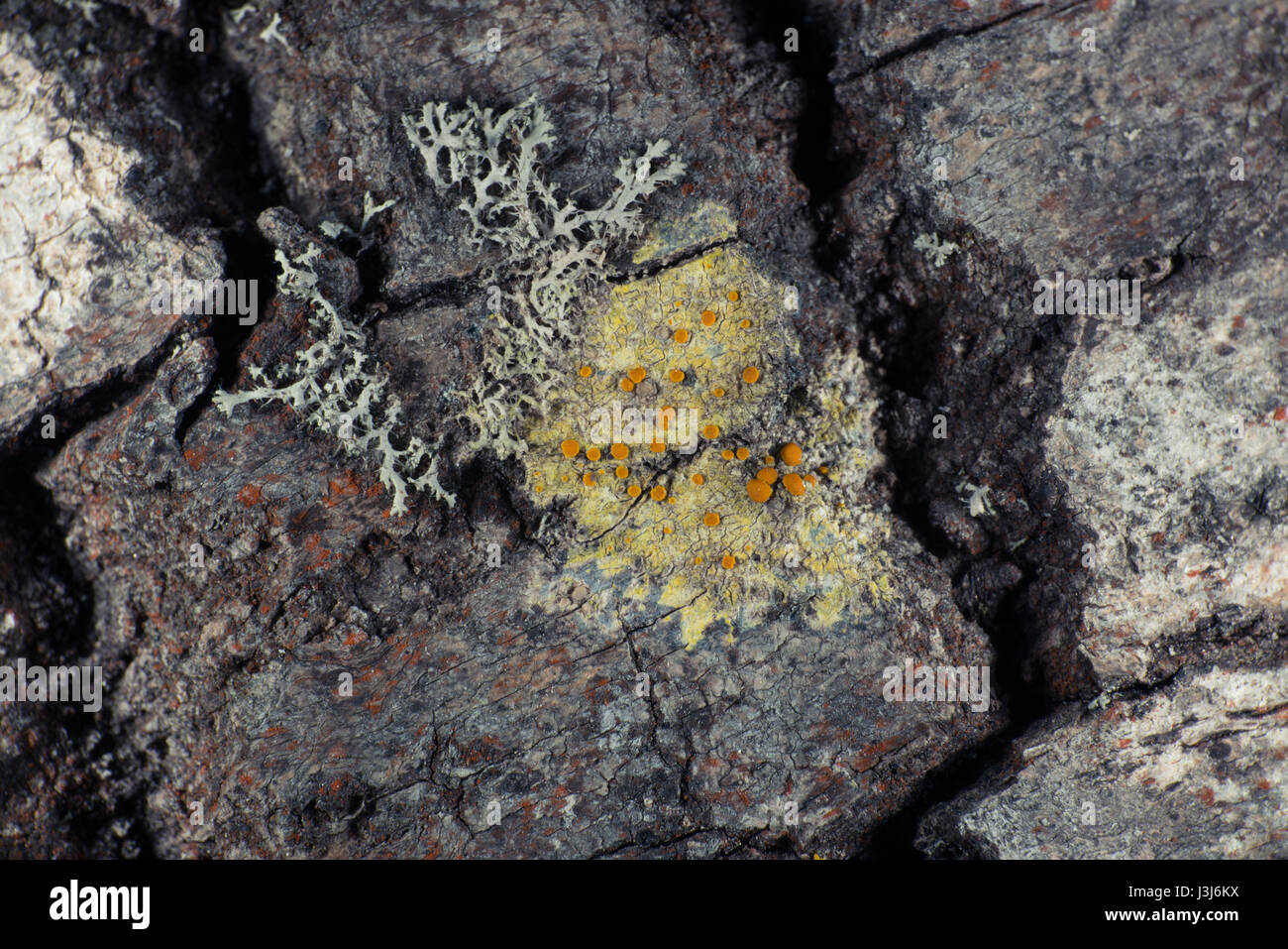 Lichen up-close Stock Photo