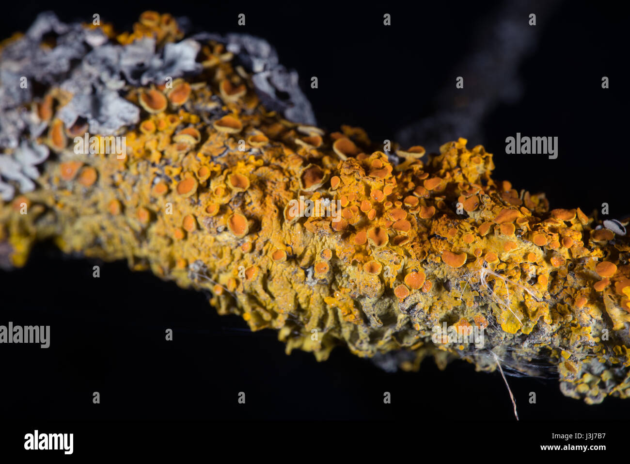 Lichen up-close Stock Photo