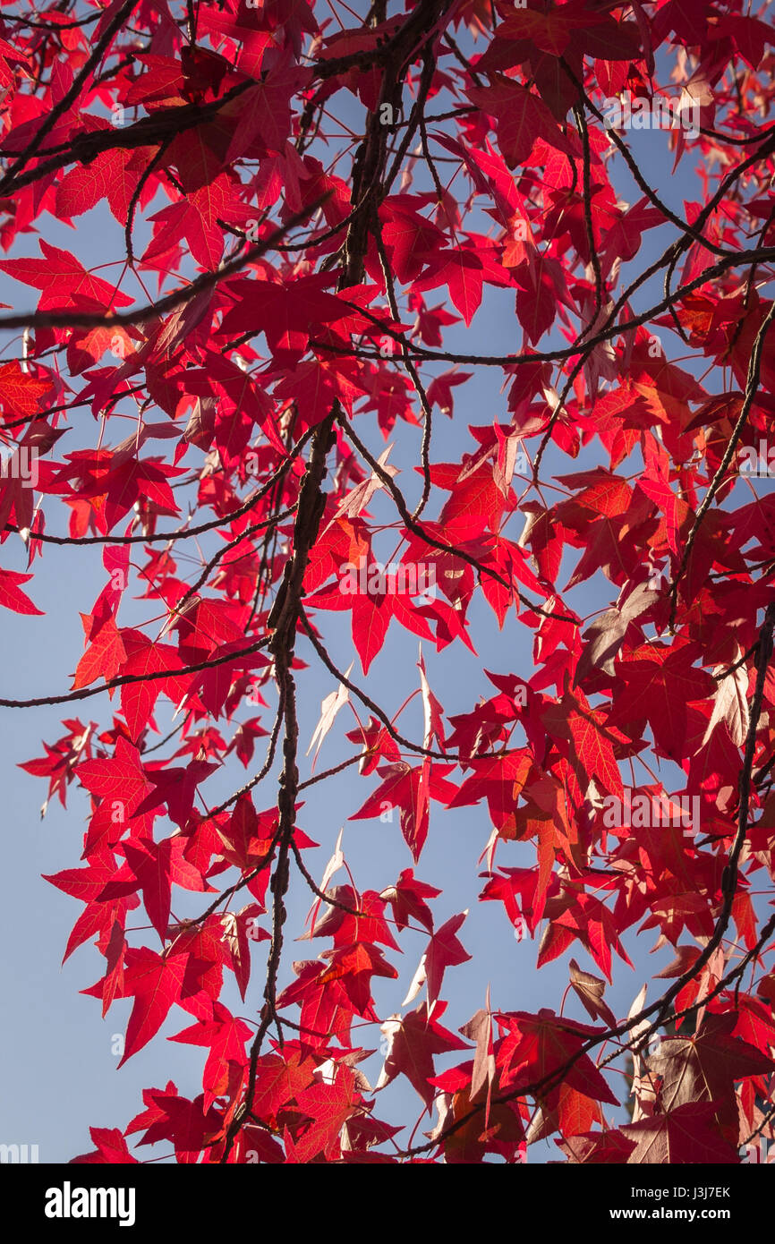 Japanese maple tree vancouver hi-res stock photography and images - Alamy