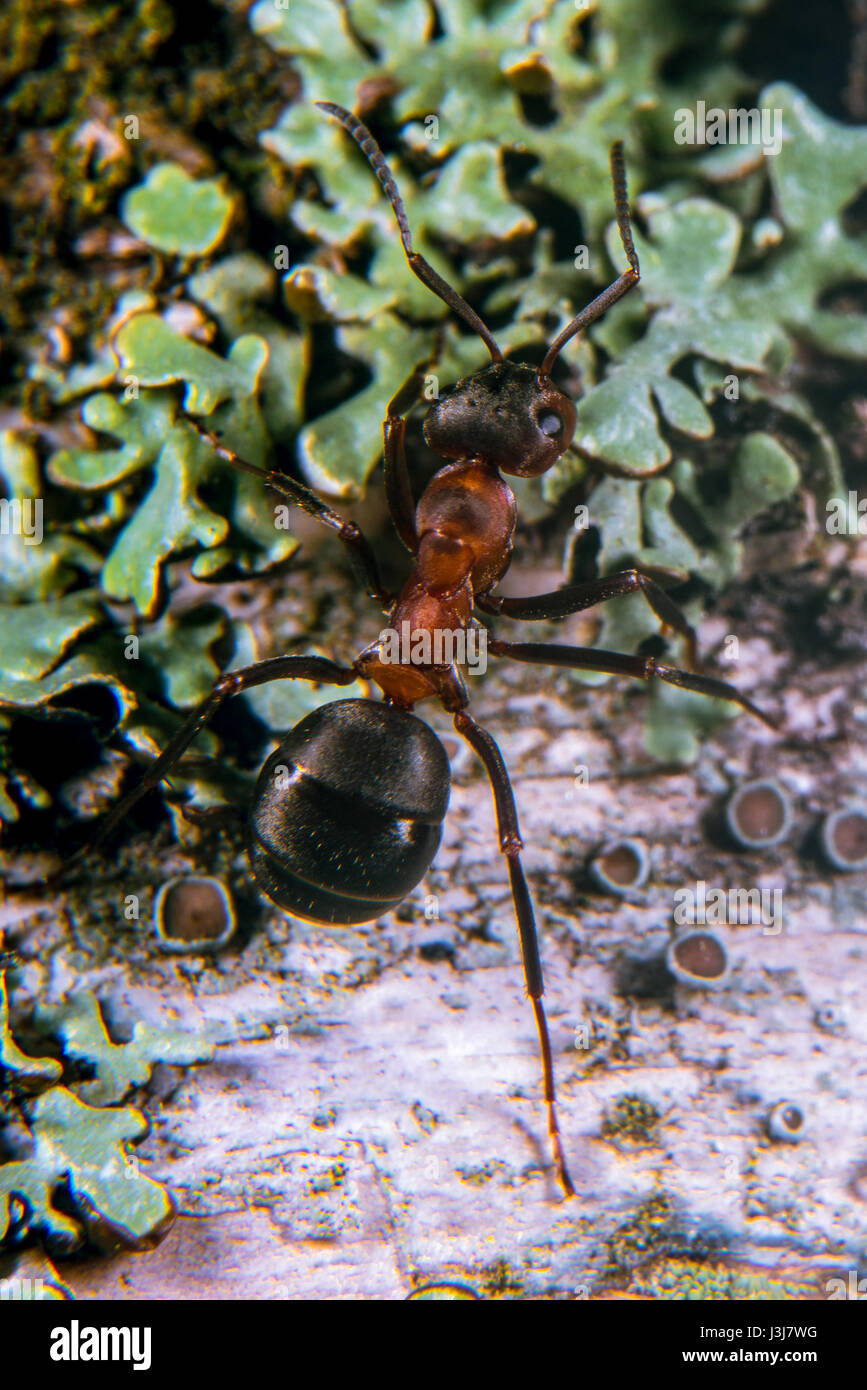 Red Wood Ant Stock Photo Alamy