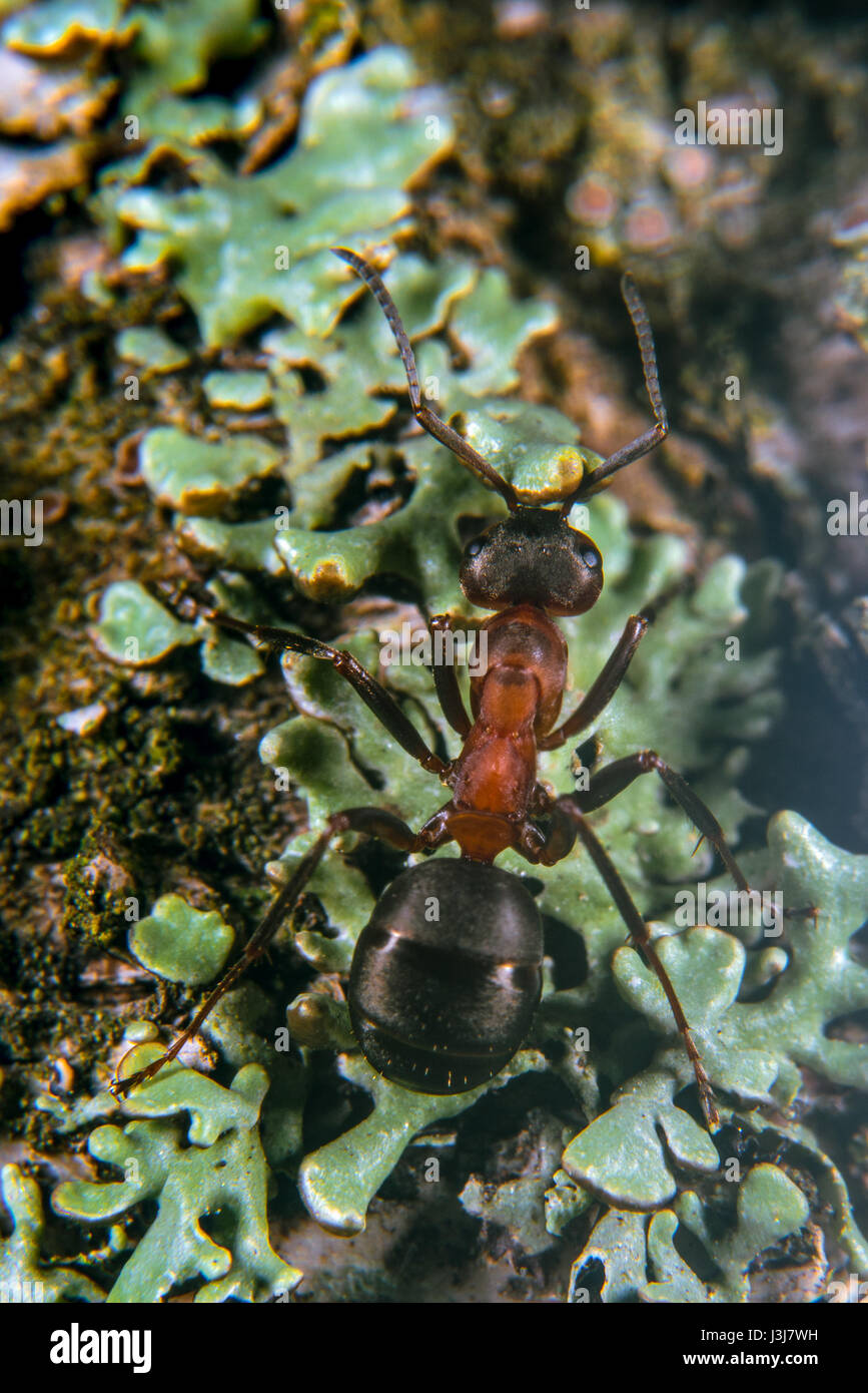 Red Wood Ant Stock Photo Alamy