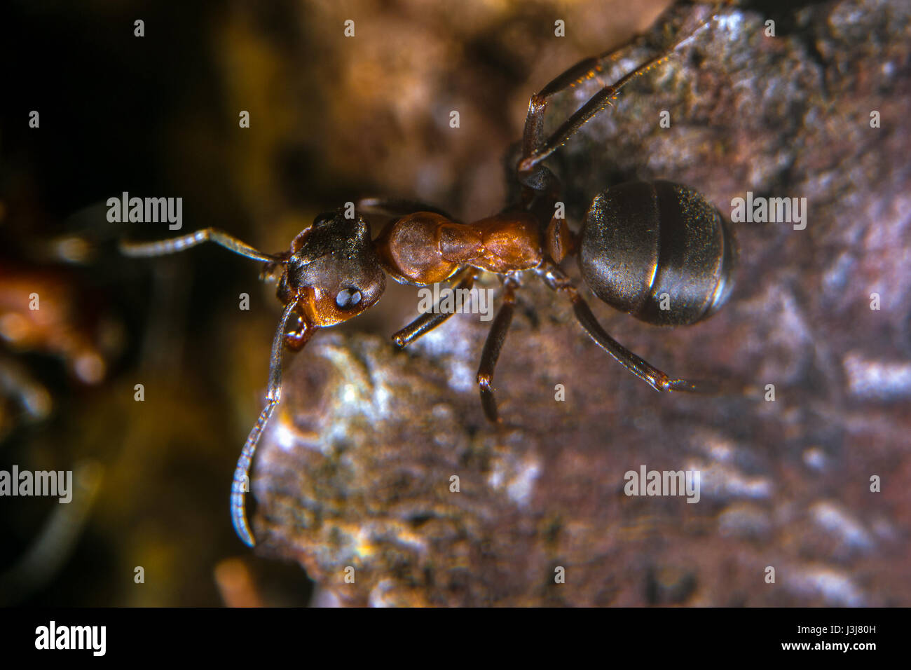Red Wood Ant Stock Photo Alamy
