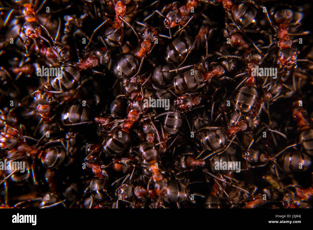 Red wood ant hill Stock Photo Alamy