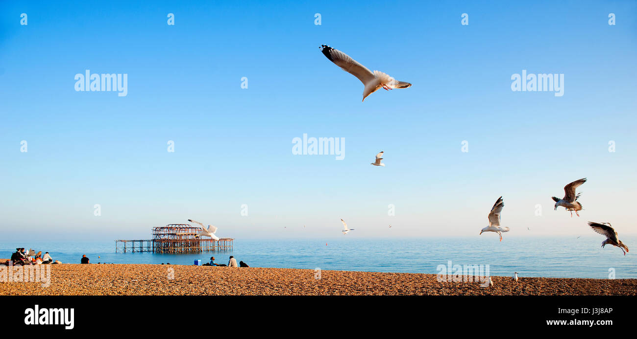 A flock of seagulls flies over Brighton beach on the south coast of England with the ruins of the famous West Pier in the background. Stock Photo