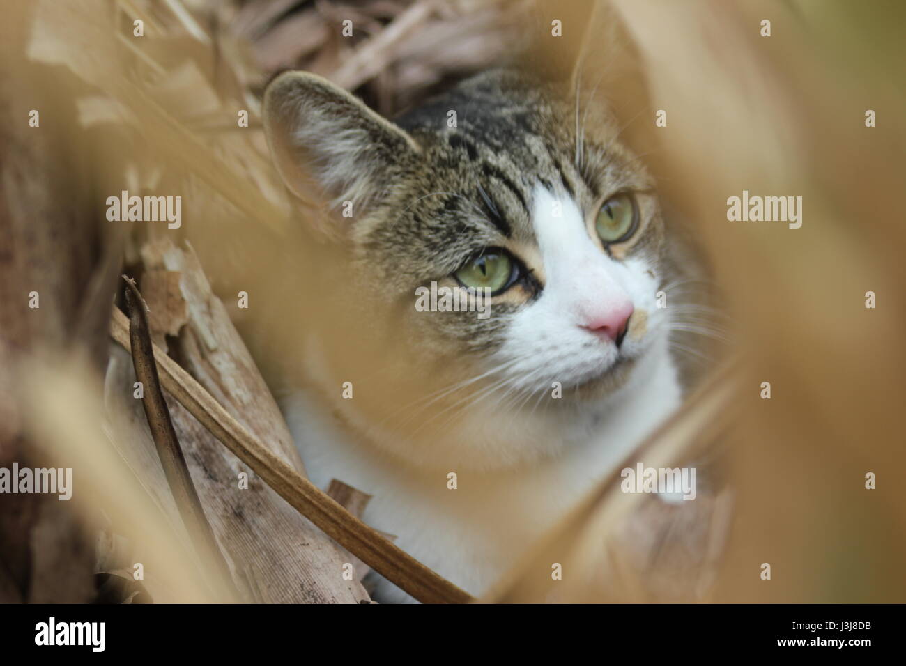Kitten headshot hi-res stock photography and images - Alamy