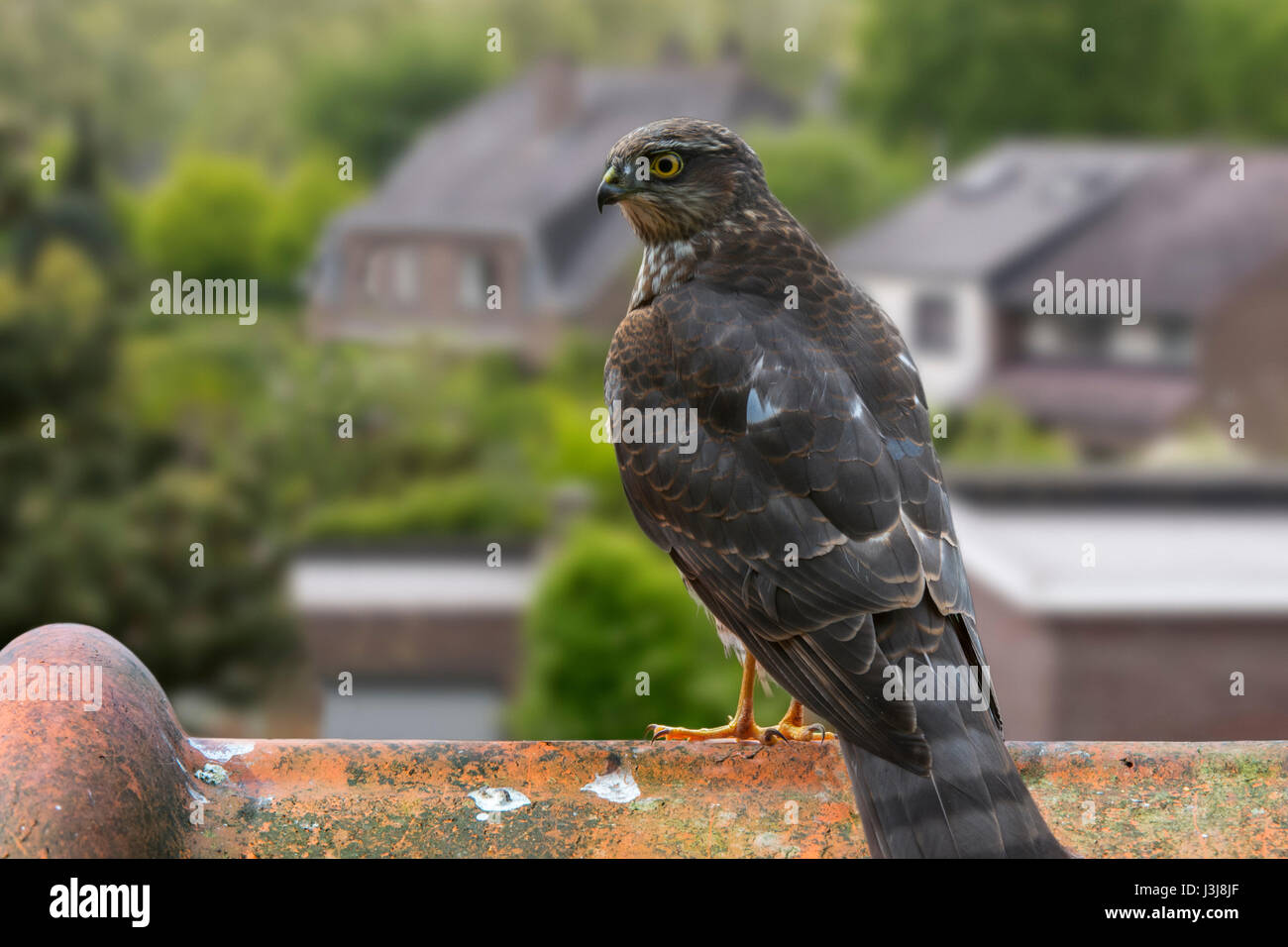 Eurasian sparrowhawk / northern sparrowhawk (Accipiter nisus) perched on ridge tile of house's roof and looking for garden birds to prey on Stock Photo