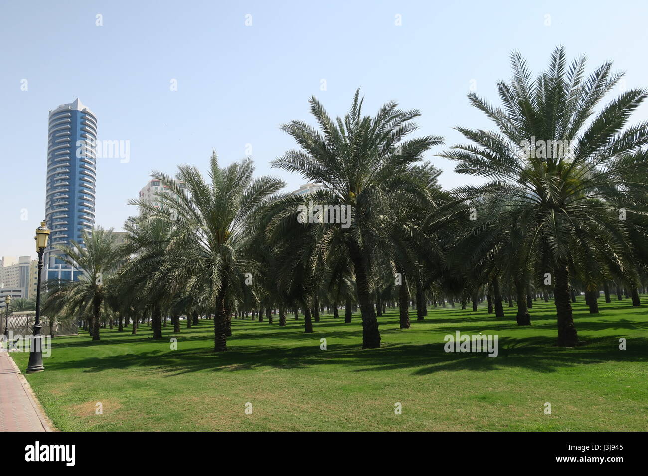 Lots of palm trees in a treelined avenue in Sharjah, Dubai. Place for