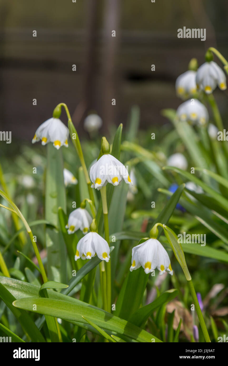 Snowdrop (Galanthus plicatus) on flowerbed bokeh background in spring forest Stock Photo