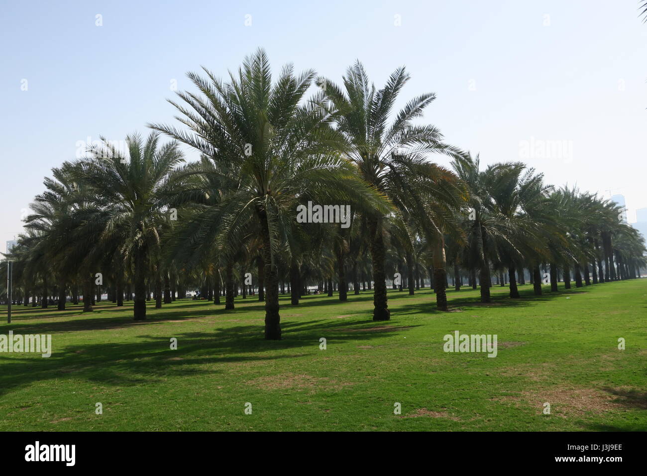 Saudi arabia aerial trees hires stock photography and images Alamy