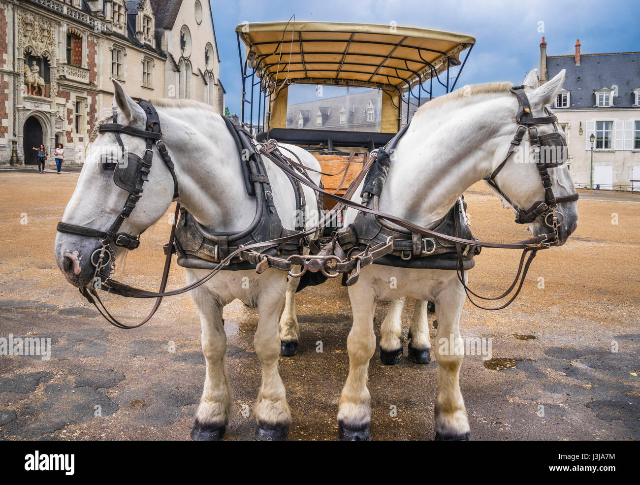 France, Centre-Val de Loire, Chateau de Blois, a team of Percheron draft horses is waiting to cart tourists to the sites of Blois Stock Photo