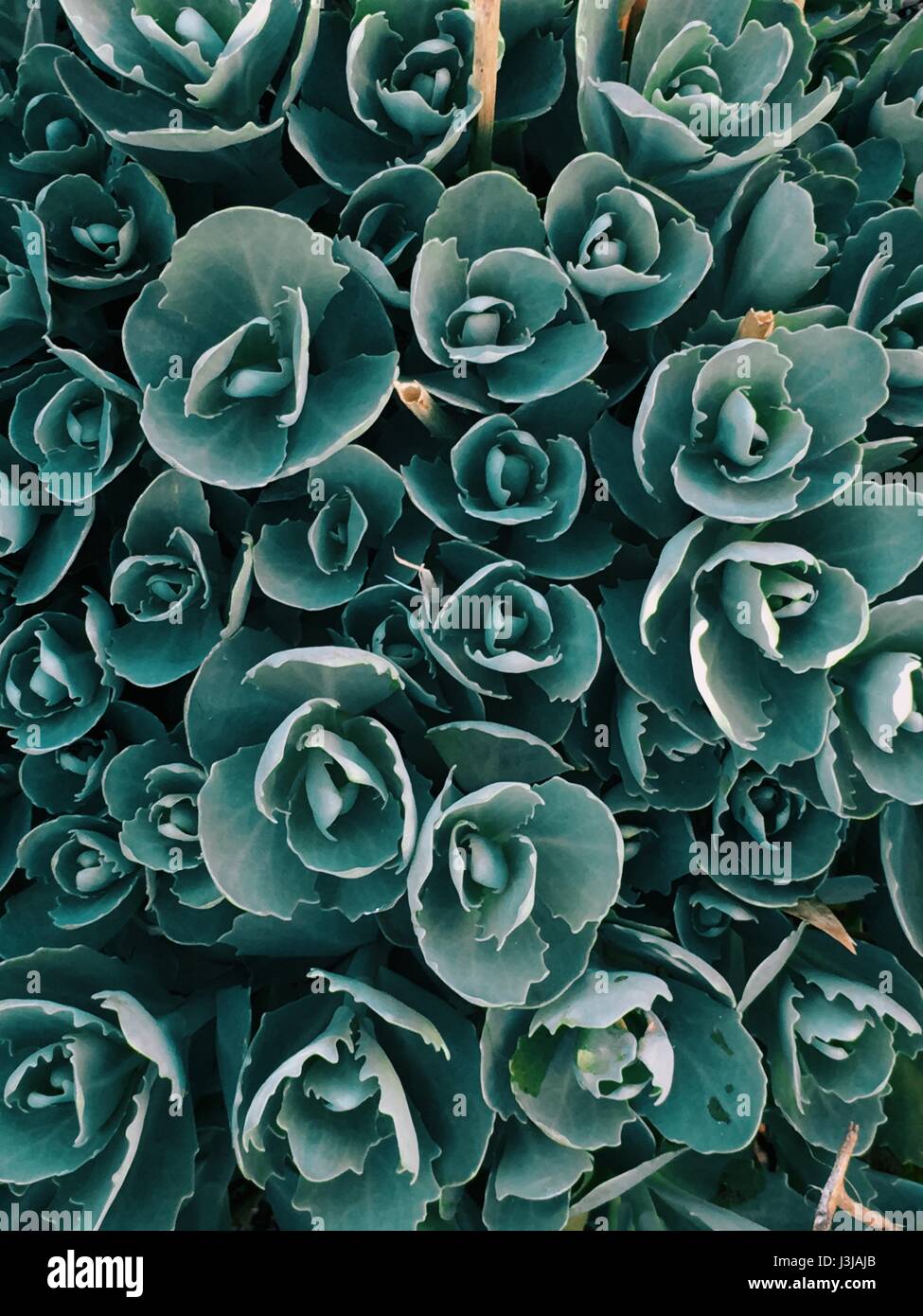 Decorative garden plant Sedum prominent lat. Sedum spectabile . Autumn flowering Stock Photo