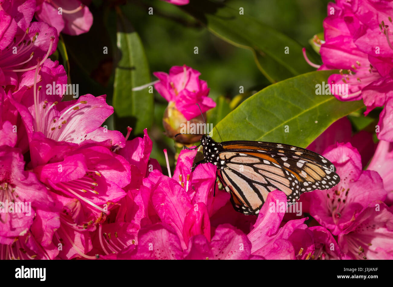 Resting Monarch Butterfly on a bright pink color Rhododendron Stock
