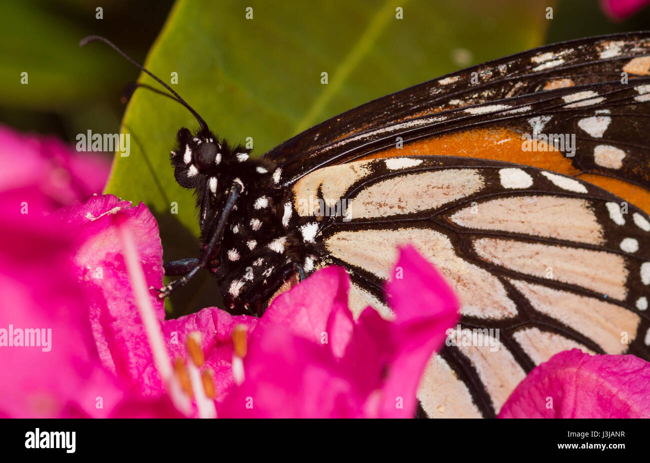 Resting Monarch Butterfly on a bright pink color Rhododendron Stock