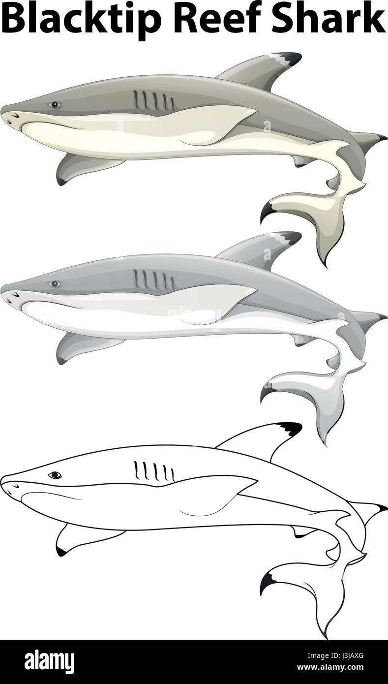 Doodle animal for blacktip reef shark illustration Stock Vector