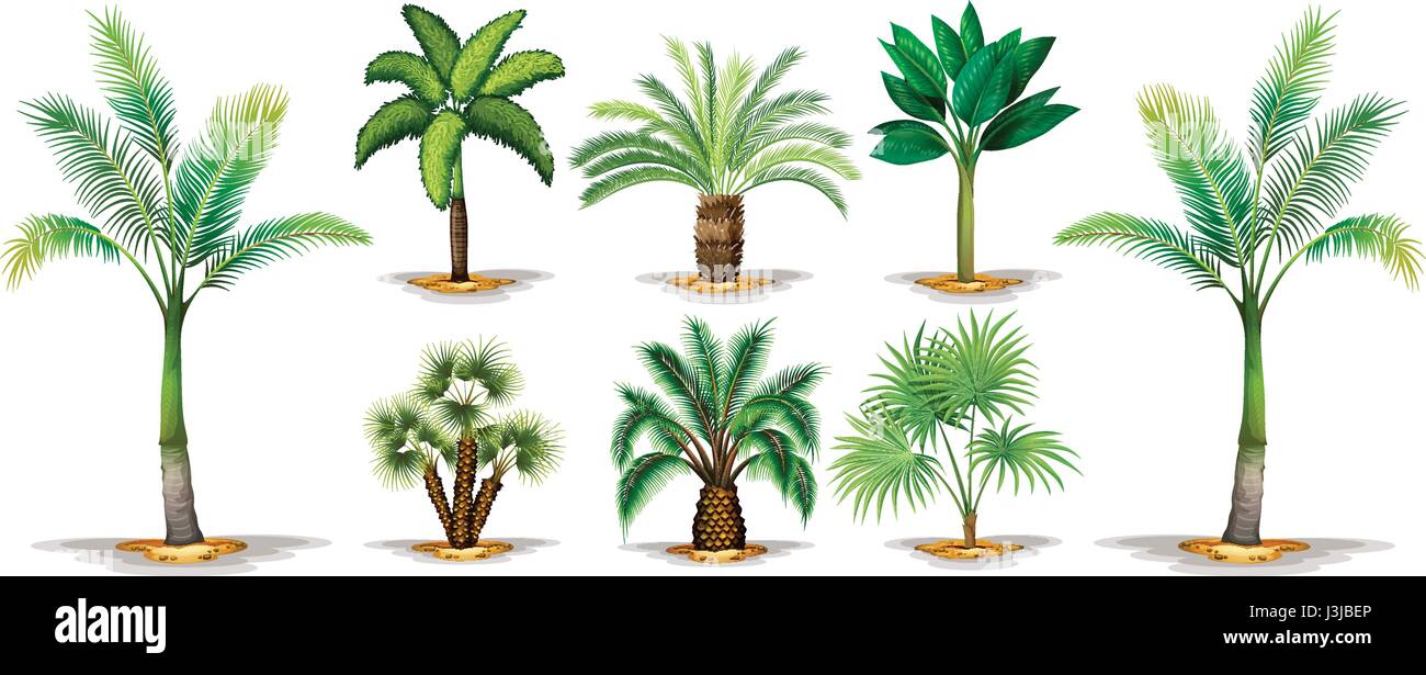 Different types of palm trees illustration Stock Vector