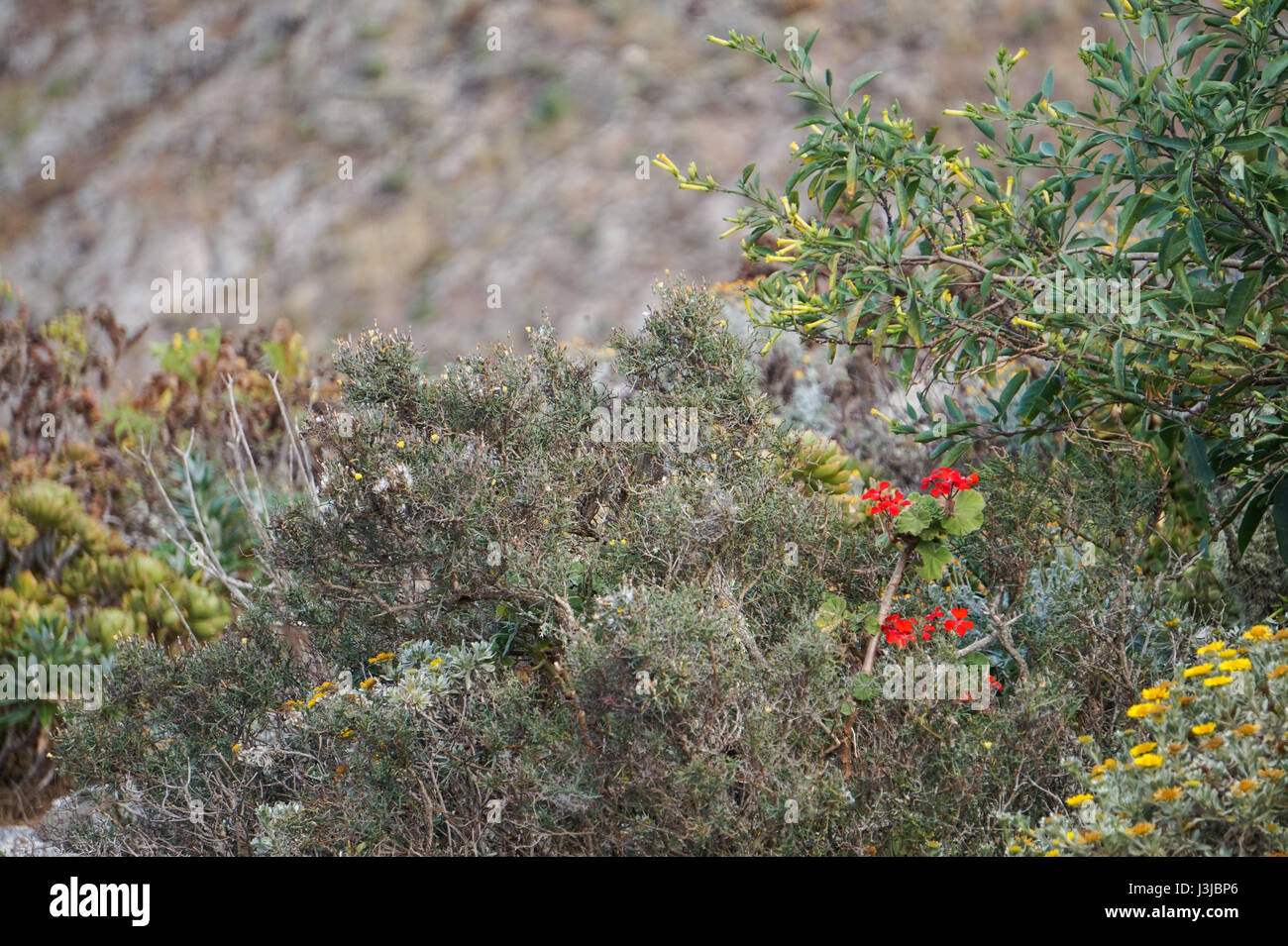 Plants and flowers adapted to the dry habtat of Lanzarote, Canary Island, Spain Stock Photo
