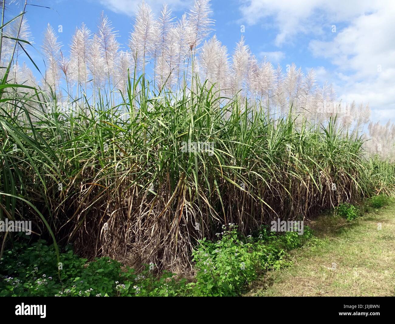 Sugar cane paddock hires stock photography and images Alamy