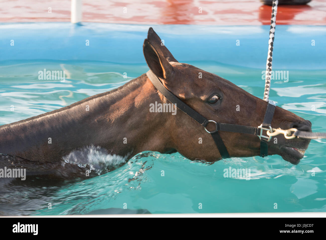 United Arab Emirates - Racing horse powers through water in Dubai Stock Photo