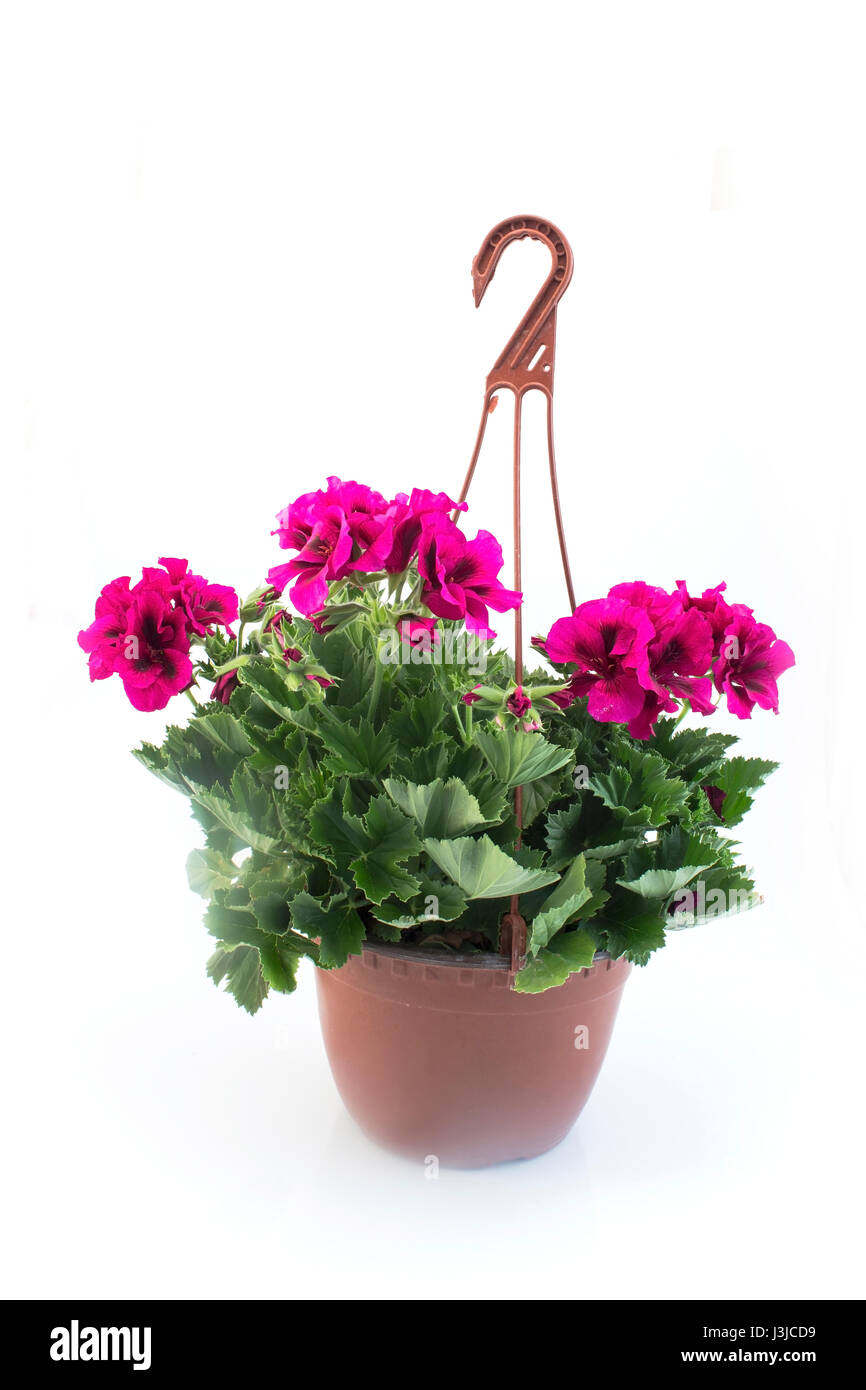 Pink England Geraniums Potted on White Background. Stock Photo