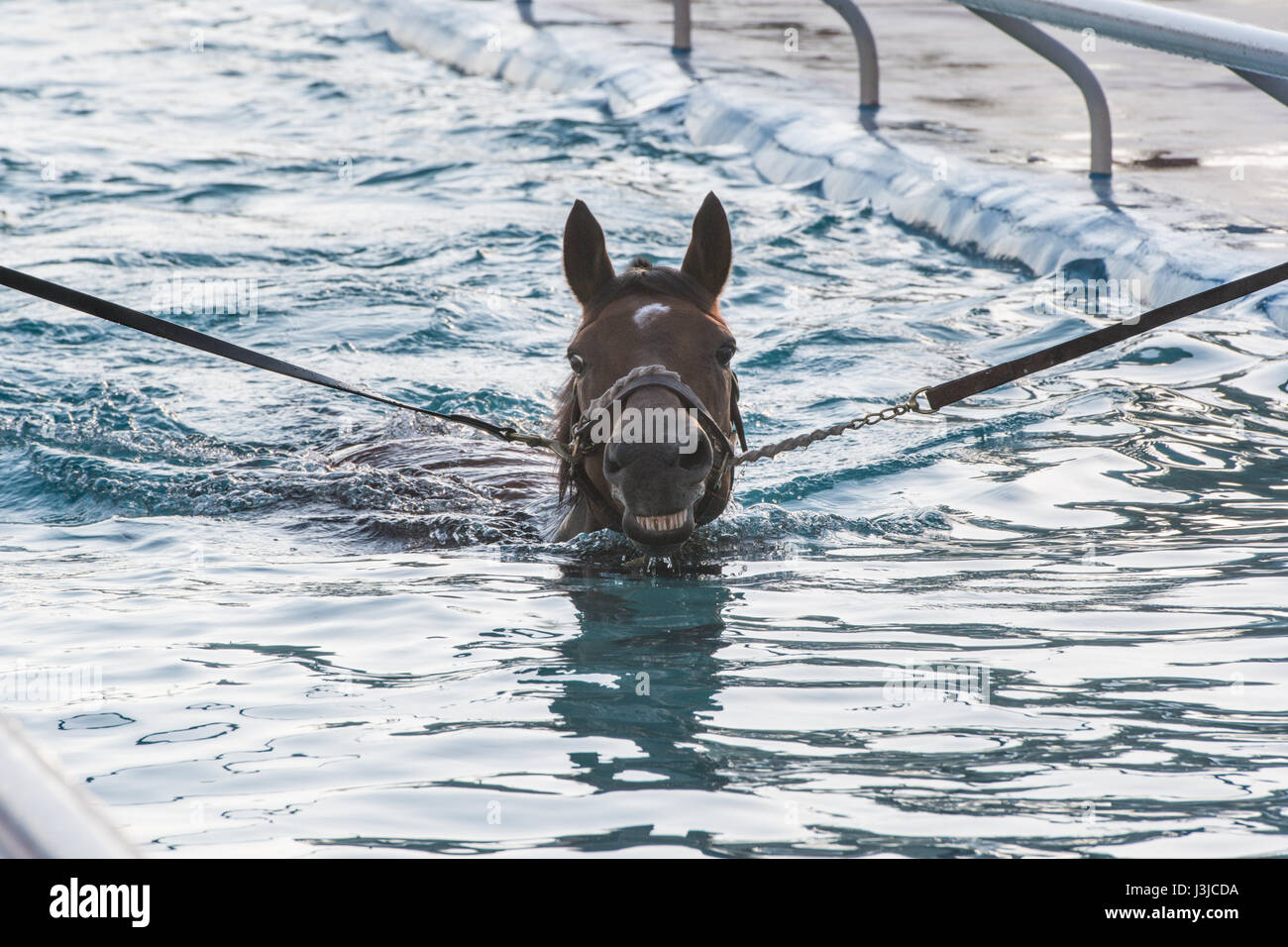 United Arab Emirates - Racing horse trains in water in Dubai Stock Photo