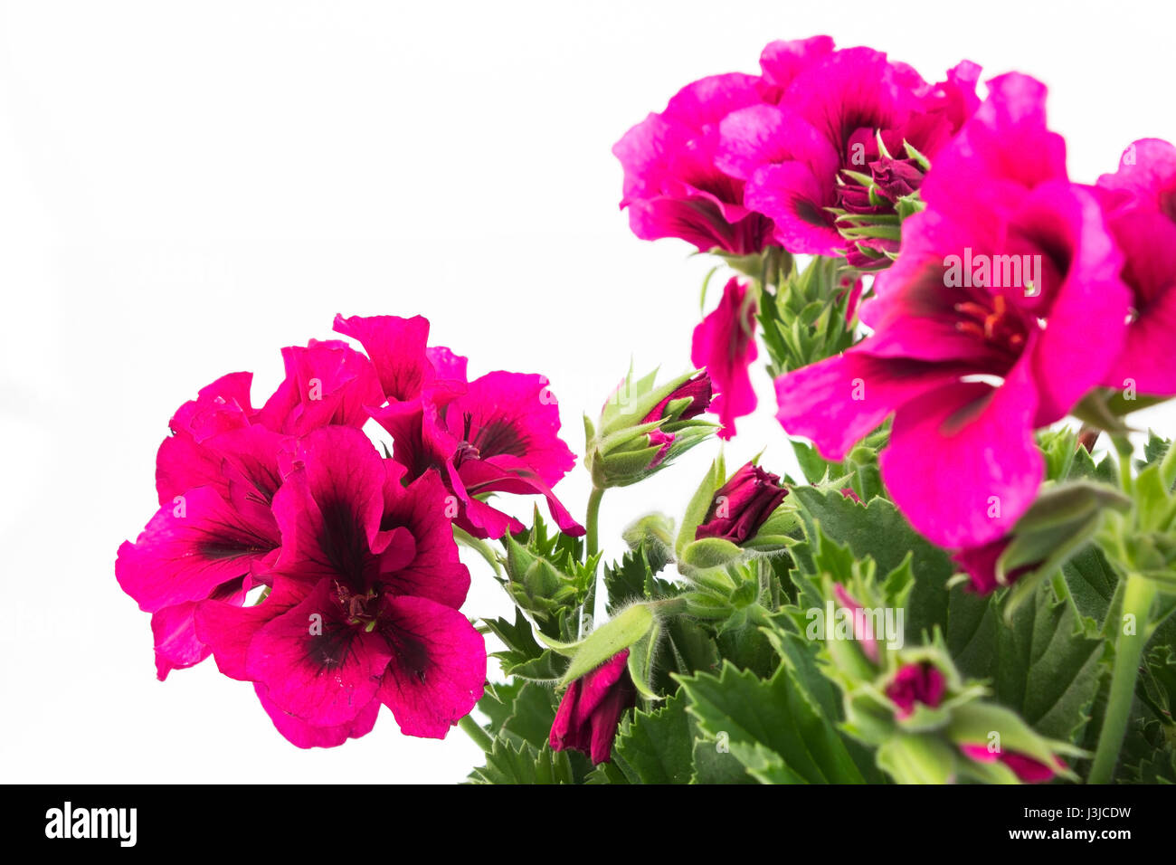 Pink England Geranium Close Up. Stock Photo