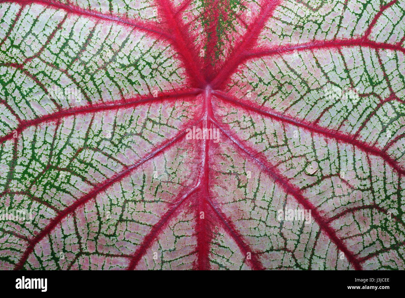 Leaf detail Caladium bicolor tropical plant, Elephant Ear Stock Photo