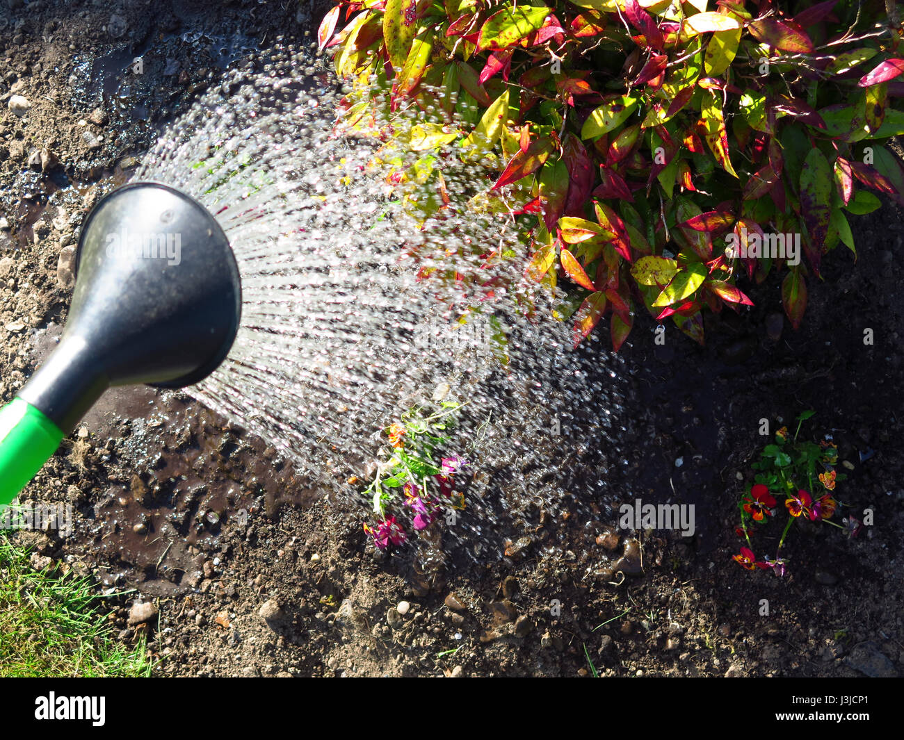 Watering can spray Stock Photo Alamy