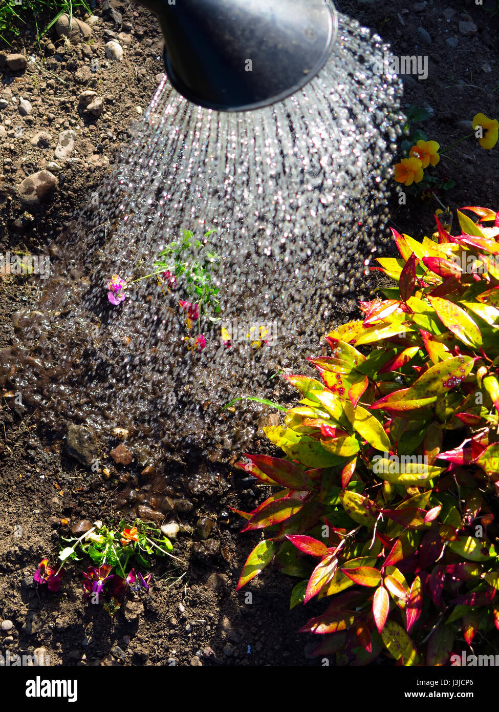 Watering can spray Stock Photo Alamy