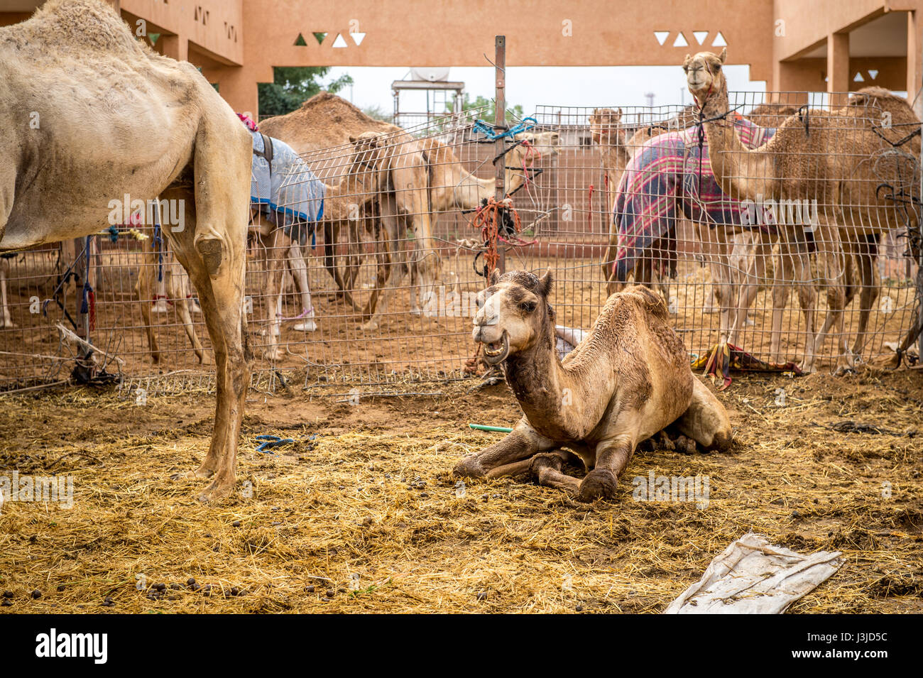 Camel pen hi-res stock photography and images - Alamy