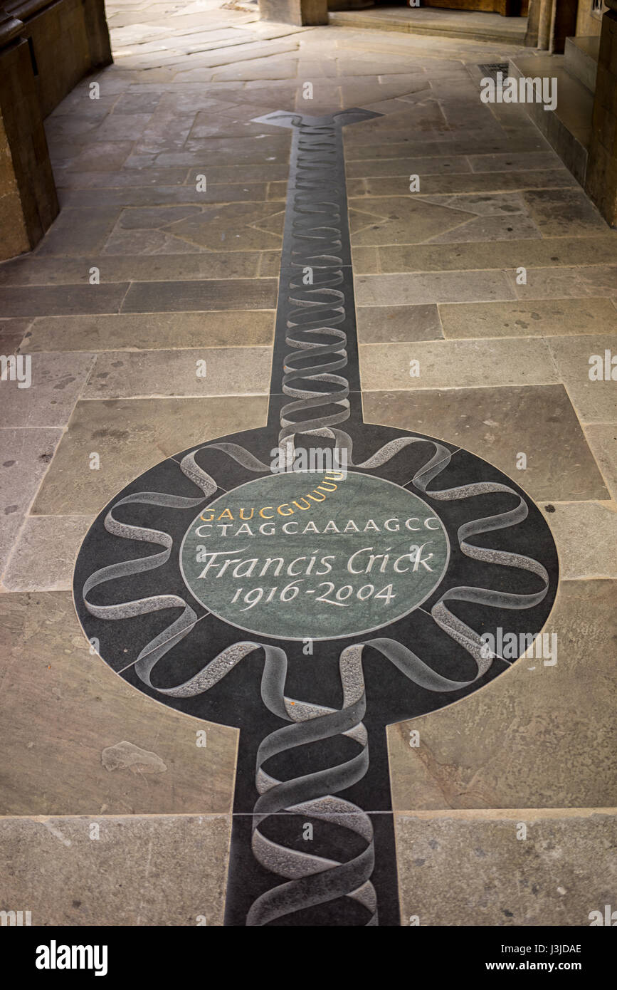 Francis Harry Compton Crick OM FRS British molecular biologist, biophysicist, and neuroscientist, co-discoverer of the structure of the DNA molecule Stock Photo