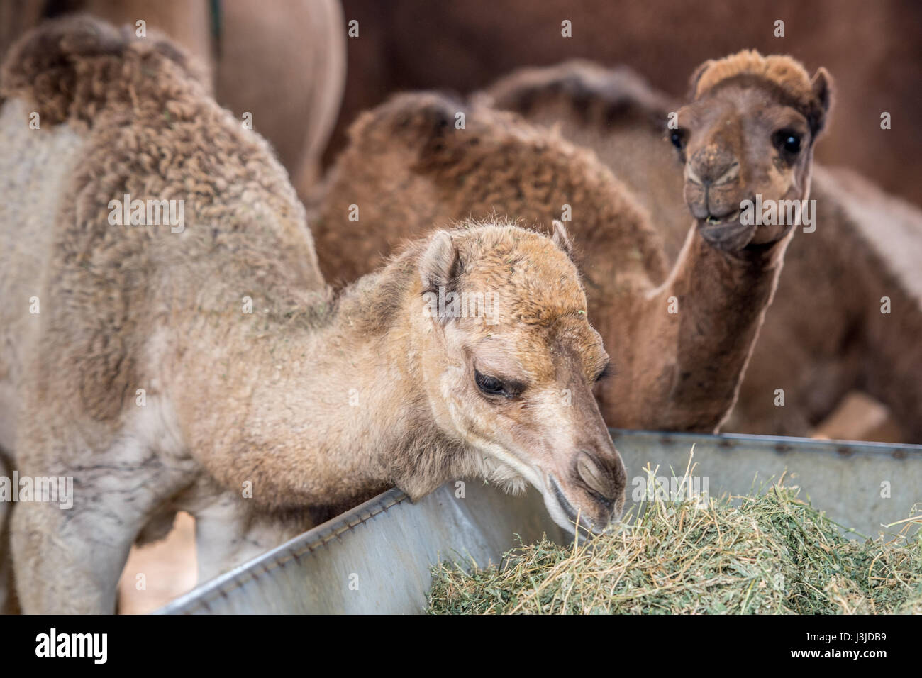 Baby camel feeding hires stock photography and images Alamy