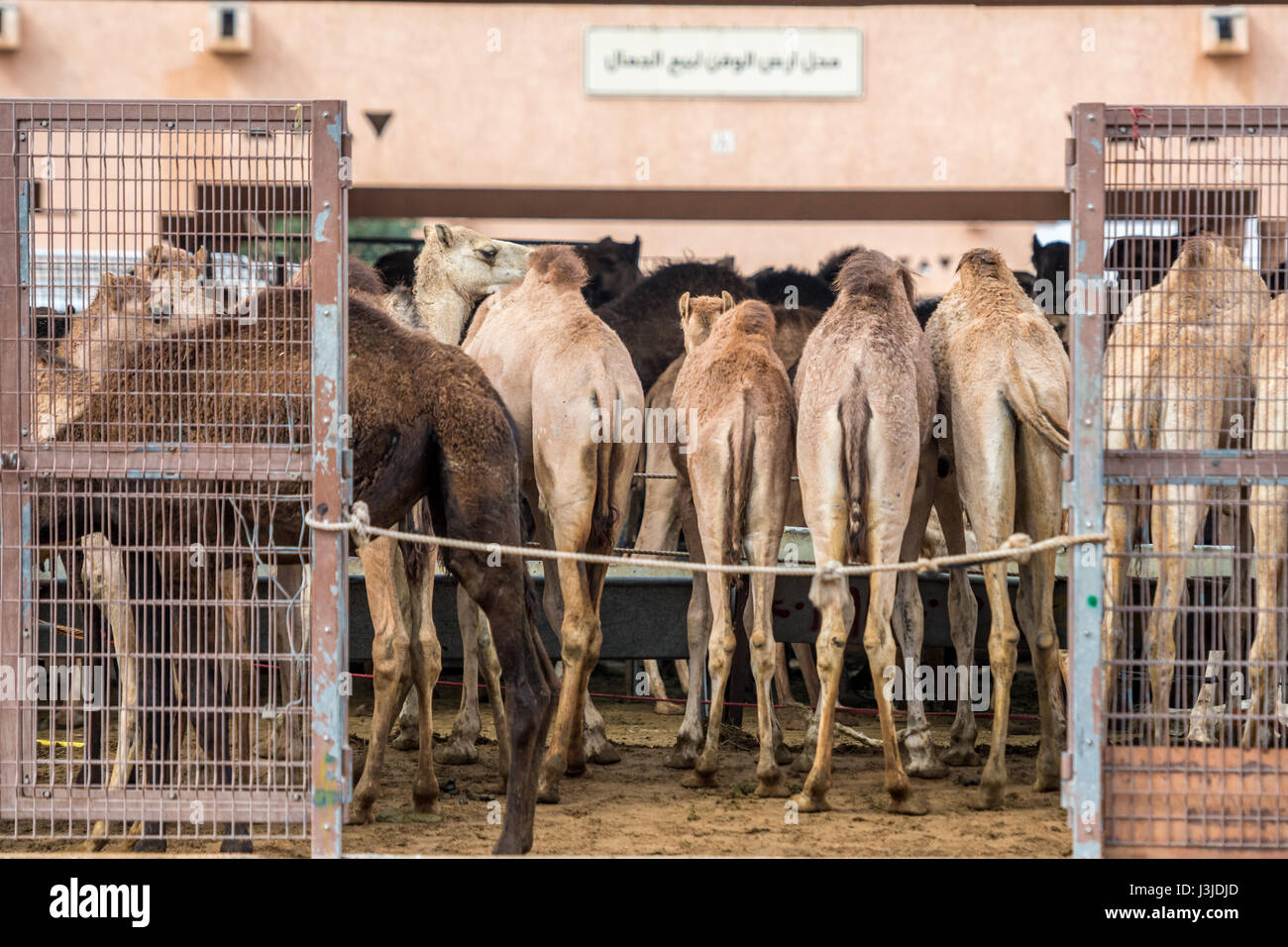 Camels feeding inside of a gated pen at the Al Ain Camel Market, UAE