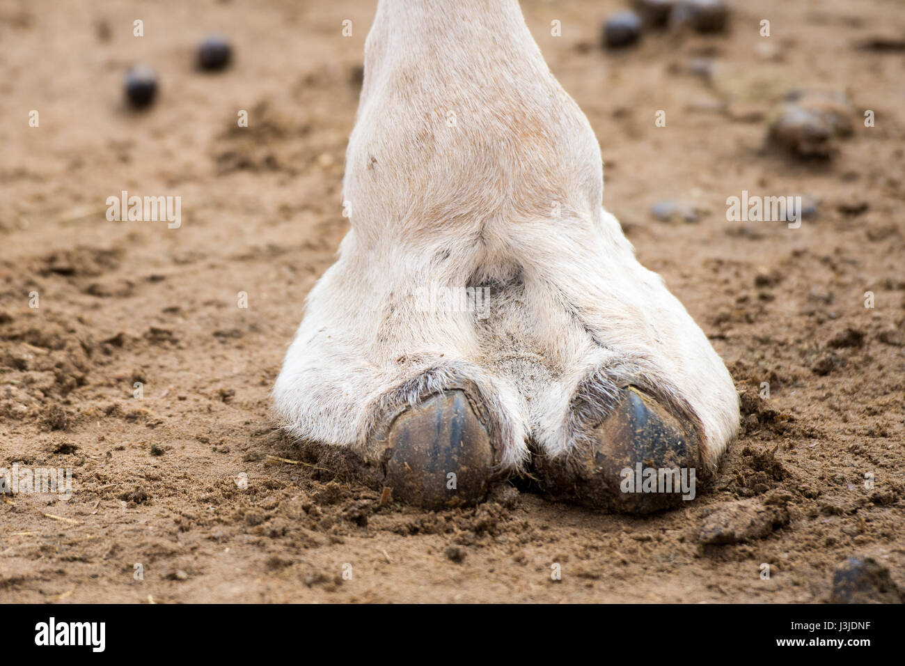 camels hooves