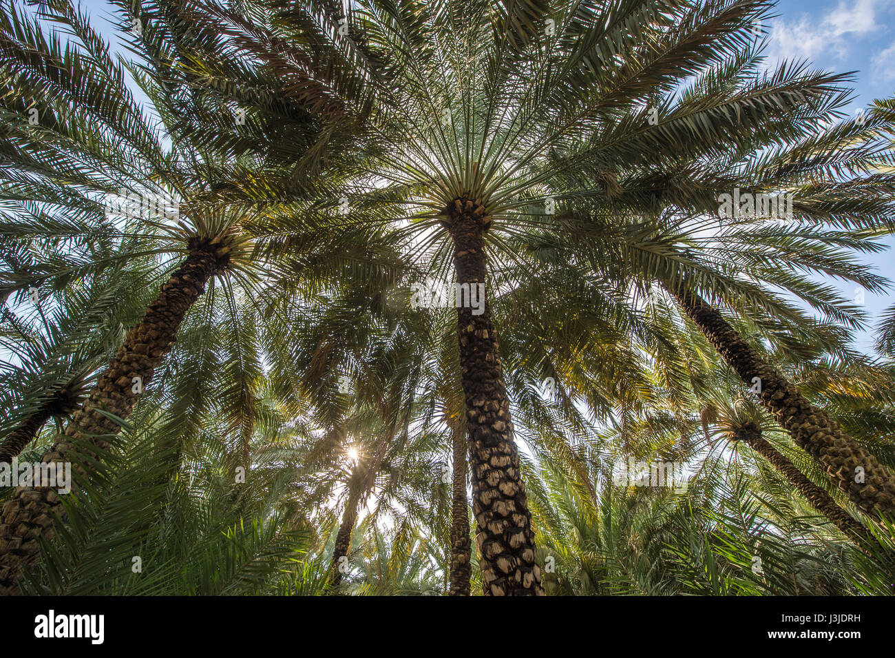 United Arab Emirates Palm trees in the sunlight at the Al Ain Oasis