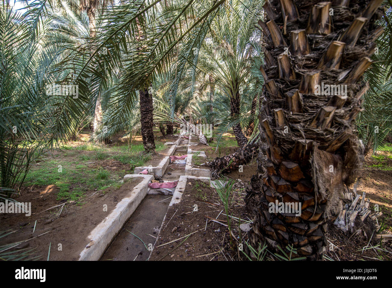 United Arab Emirates Palm trees lining the irrigation system at the
