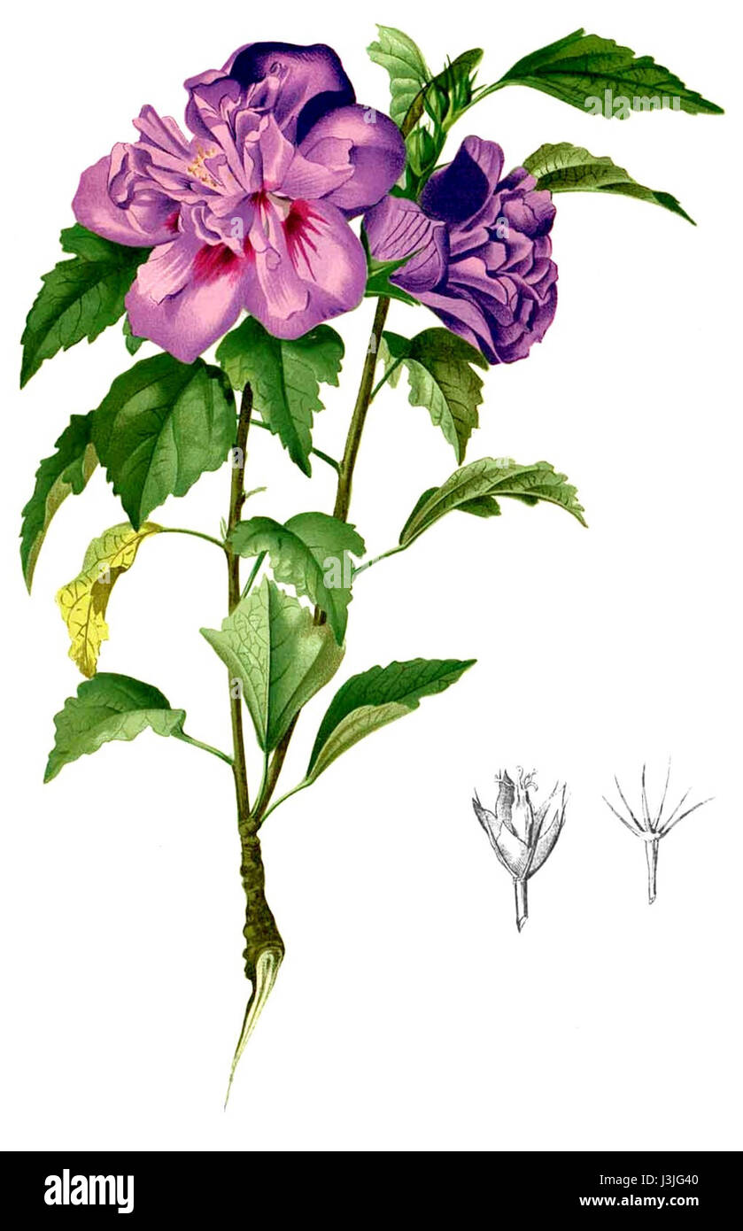 Hibiscus syriacus design hi-res stock photography and images - Alamy