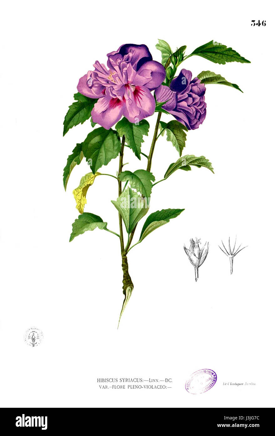 Hibiscus syriacus, commonly known as Rose of Sharon, is a flowering