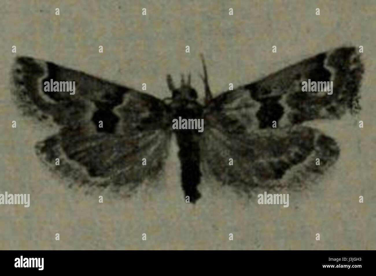 Hypotia muscosalis is a species of moth belonging to the family ...