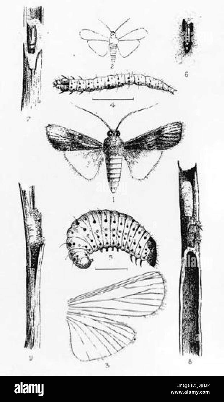 illustrations-of-hypsipyla-robusta-a-species-of-moth-known-for-its